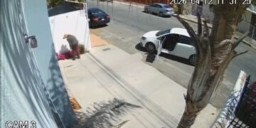 Reaccionan vecinos a robo de flores en Leones Universidad