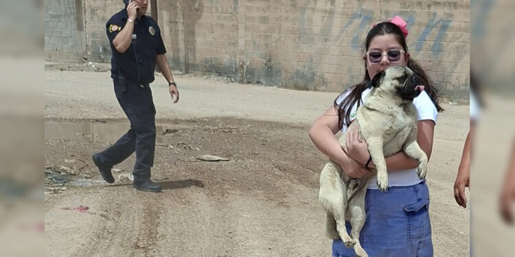 Rescataron en total 6 canes en incendio de recicladora