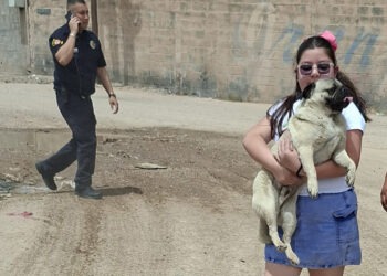Rescataron en total 6 canes en incendio de recicladora