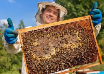 Apoya el programa “Cuenta Conmigo en el Campo” apicultores con núcleos y abejas reina