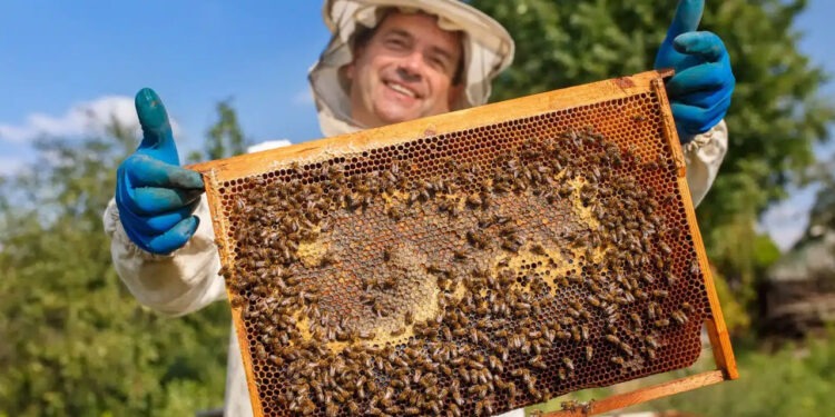 Apoya el programa “Cuenta Conmigo en el Campo” apicultores con núcleos y abejas reina