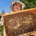 Apoya el programa “Cuenta Conmigo en el Campo” apicultores con núcleos y abejas reina