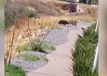 Vecinos de Altozano reaccionan a avistamientos de pecaríes