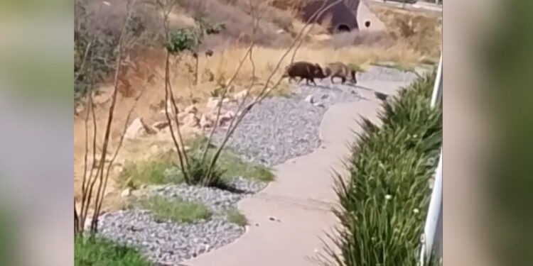 Vecinos de Altozano reaccionan a avistamientos de pecaríes