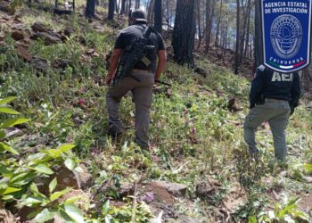 Destruyen 6 mil plantas de amapola en Guadalupe y Calvo