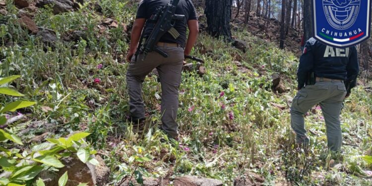 Destruyen 6 mil plantas de amapola en Guadalupe y Calvo