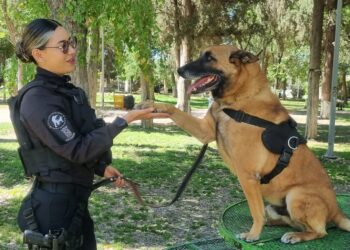 Cinco canes de la Policía Municipal concluyen su servicio y comienzan nueva etapa con sus familias