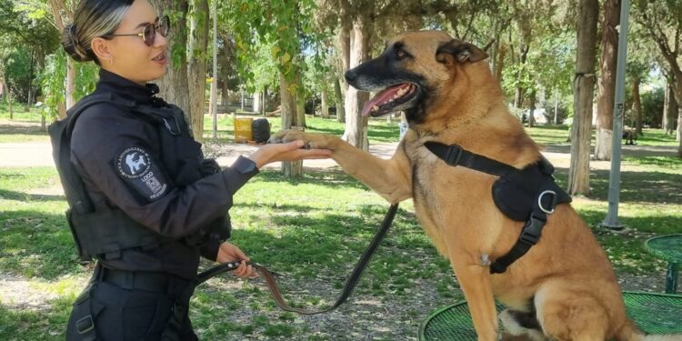 Cinco canes de la Policía Municipal concluyen su servicio y comienzan nueva etapa con sus familias