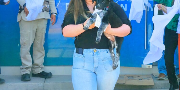 Promueven adopción de perritos: pueden ser tu compañía y ayuda emociona