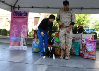Apoya a perros y gatos vulnerables: invita Municipio al “Croquetón”