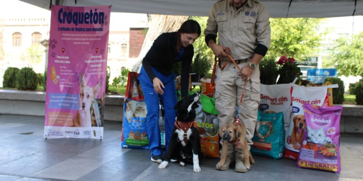 Apoya a perros y gatos vulnerables: invita Municipio al “Croquetón”