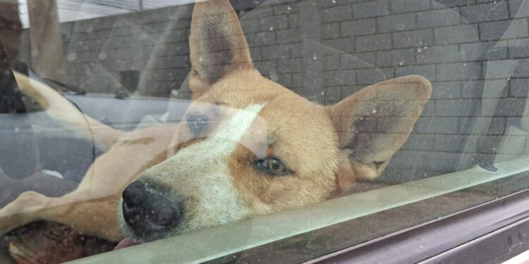 Rescataron en total 6 canes en incendio de recicladora