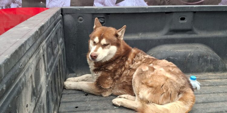 Rescataron en total 6 canes en incendio de recicladora