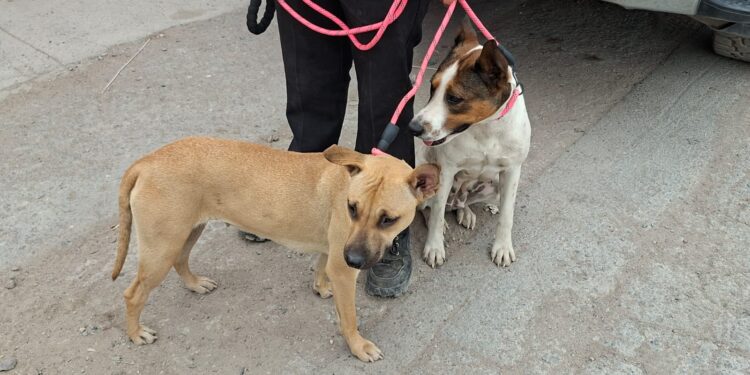 Rescataron en total 6 canes en incendio de recicladora