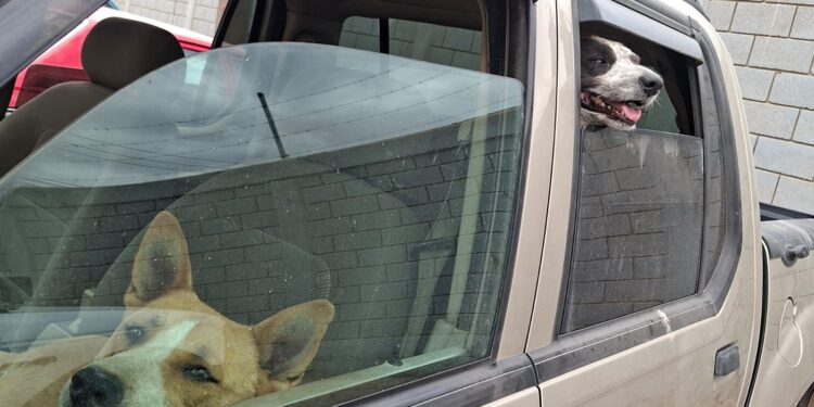 Rescataron en total 6 canes en incendio de recicladora