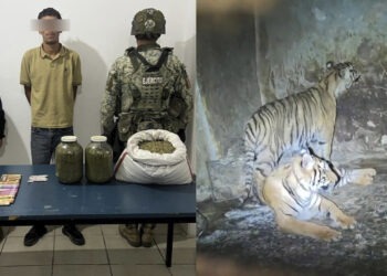 Aseguran dos tigres de bengala tras arresto de hombre con semilla de mariguana y balas en Nonoava
