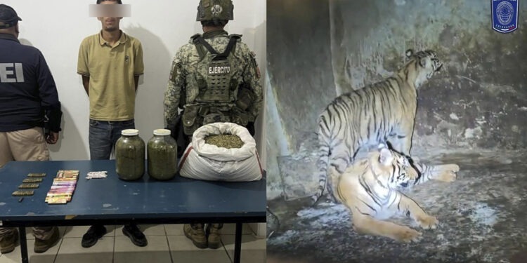 Aseguran dos tigres de bengala tras arresto de hombre con semilla de mariguana y balas en Nonoava