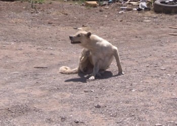 Vecinos de Vistas Cerro Grande alertan por perros con garrapatas