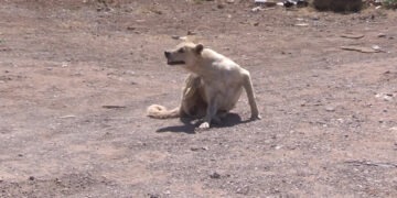 Vecinos de Vistas Cerro Grande alertan por perros con garrapatas