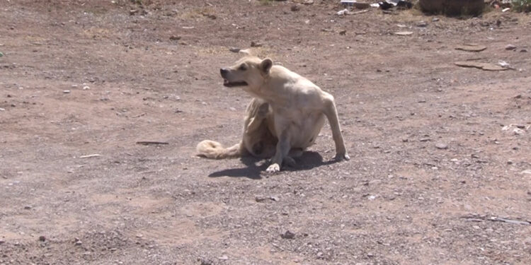 Vecinos de Vistas Cerro Grande alertan por perros con garrapatas