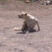 Vecinos de Vistas Cerro Grande alertan por perros con garrapatas