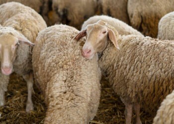 Lanza Desarrollo Rural convocatoria para la adquisición de borregos