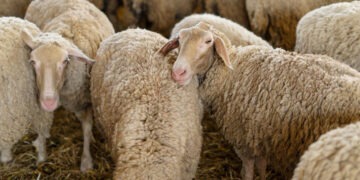 Lanza Desarrollo Rural convocatoria para la adquisición de borregos