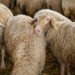 Lanza Desarrollo Rural convocatoria para la adquisición de borregos