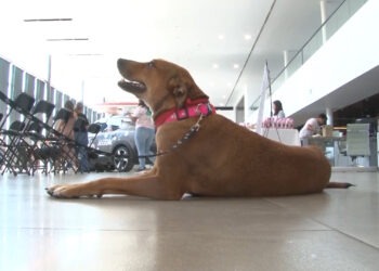 Activistas animalistas rechazan reforma de bienestar animal y exigen su derogación