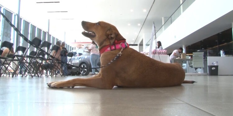 Activistas animalistas rechazan reforma de bienestar animal y exigen su derogación