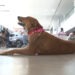 Activistas animalistas rechazan reforma de bienestar animal y exigen su derogación