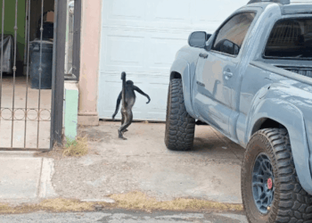 Se viraliza escape de mono araña en la colonia San Felipe