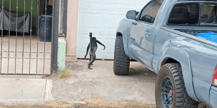 Se viraliza escape de mono araña en la colonia San Felipe