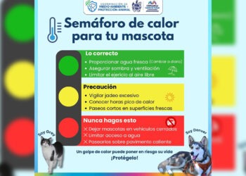 ¡Protege a tus mascotas del calor! Brindan recomendaciones