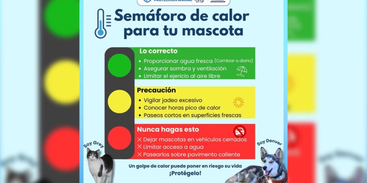 ¡Protege a tus mascotas del calor! Brindan recomendaciones