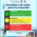 ¡Protege a tus mascotas del calor! Brindan recomendaciones