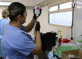 Fortalece Municipio protección animal con esterilizaciones para perros y gatos