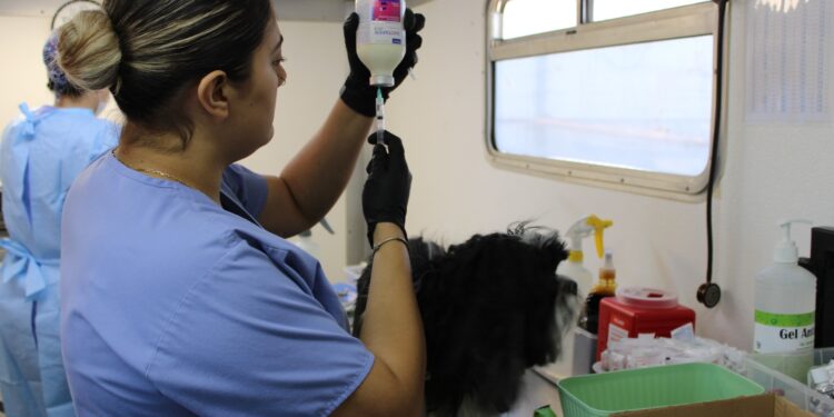 Fortalece Municipio protección animal con esterilizaciones para perros y gatos