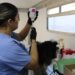 Fortalece Municipio protección animal con esterilizaciones para perros y gatos