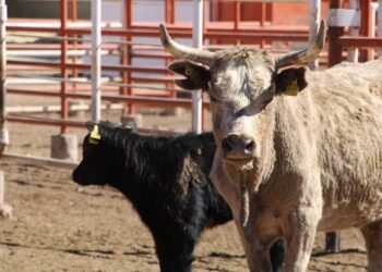 Convocatoria de apoyo fiduciario para facilitar financiamiento a productores agropecuarios