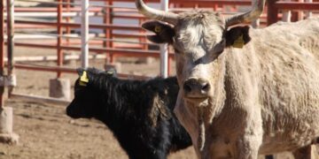 Convocatoria de apoyo fiduciario para facilitar financiamiento a productores agropecuarios