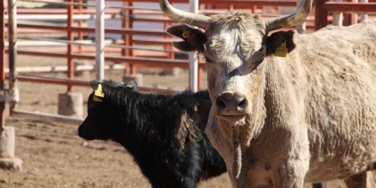 Convocatoria de apoyo fiduciario para facilitar financiamiento a productores agropecuarios