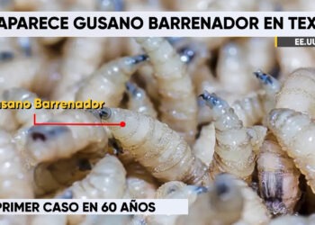 Detectan caso de gusano barrenador en Texas tras 60 años sin registros