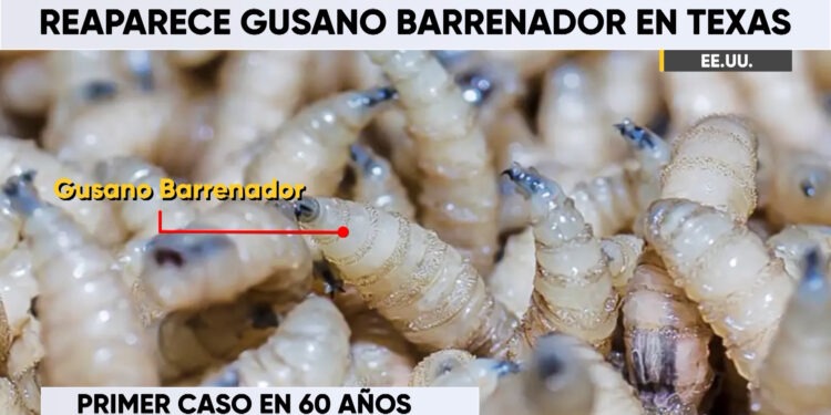 Detectan caso de gusano barrenador en Texas tras 60 años sin registros