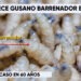Detectan caso de gusano barrenador en Texas tras 60 años sin registros