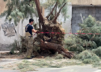 Cae árbol de gran tamaño en calles del centro de Chihuahua