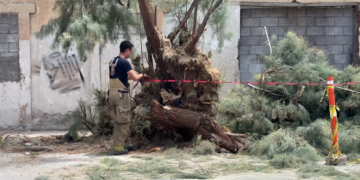 Cae árbol de gran tamaño en calles del centro de Chihuahua