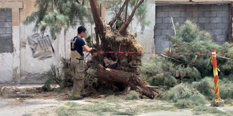 Cae árbol de gran tamaño en calles del centro de Chihuahua