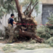 Cae árbol de gran tamaño en calles del centro de Chihuahua