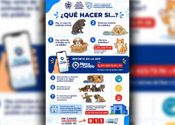 ¿Encontraste un perro en situación de calle? Municipio te orienta sobre dónde reportarlo